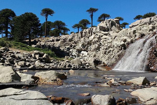 Un recorrido por la Ruta del Pehuén - Neuquén