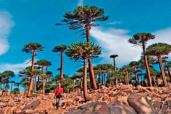 Ruta del Pehuén... viaje al reino de las araucarias