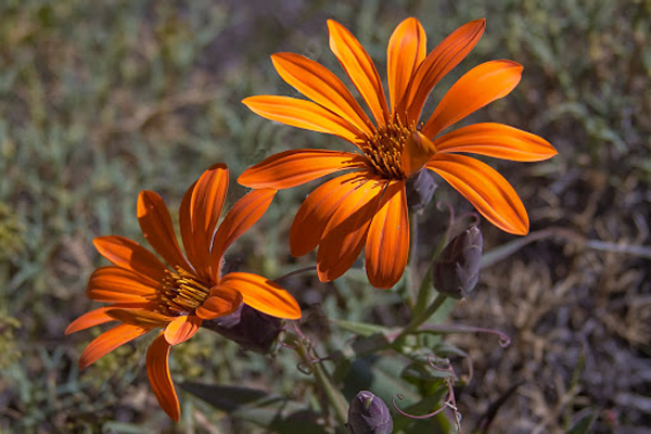 La Mutisia Naranja (Quiñilhue) – Flor provincial del Neuquén.