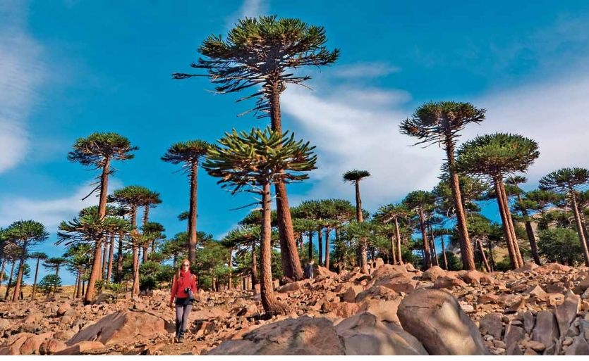 Copahue y Caviahue, entre burbujas y araucarias