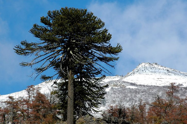 Dia del Arbol