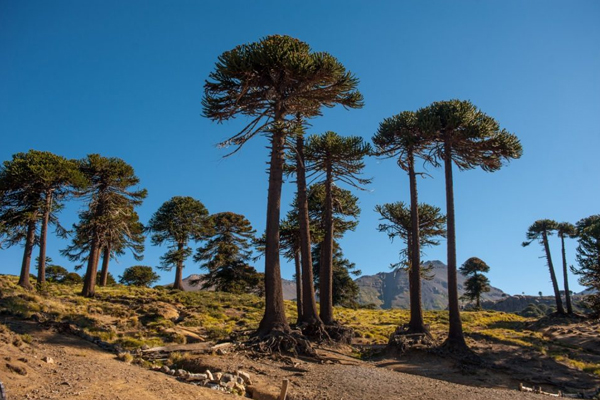 El Pehuén, árbol emblema de Neuquén.