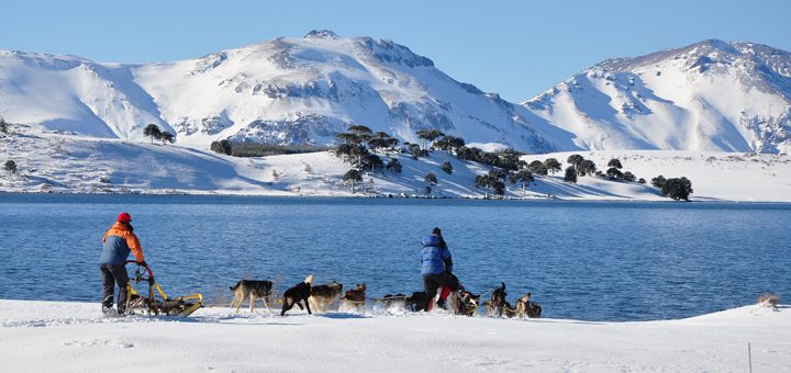 Excursiones en tríneos con Perros Alaskan Huskyes