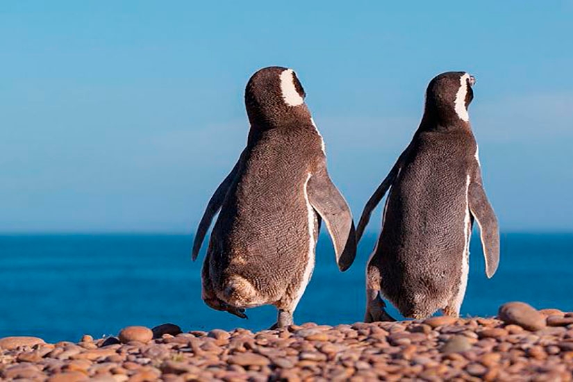 Caviahue (Neuquén) & Puerto Madryn (Chubut)