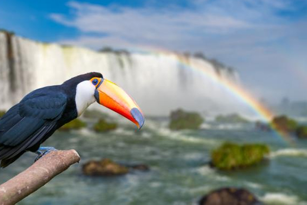 Cataratas del Iguazú con bus | Misiones